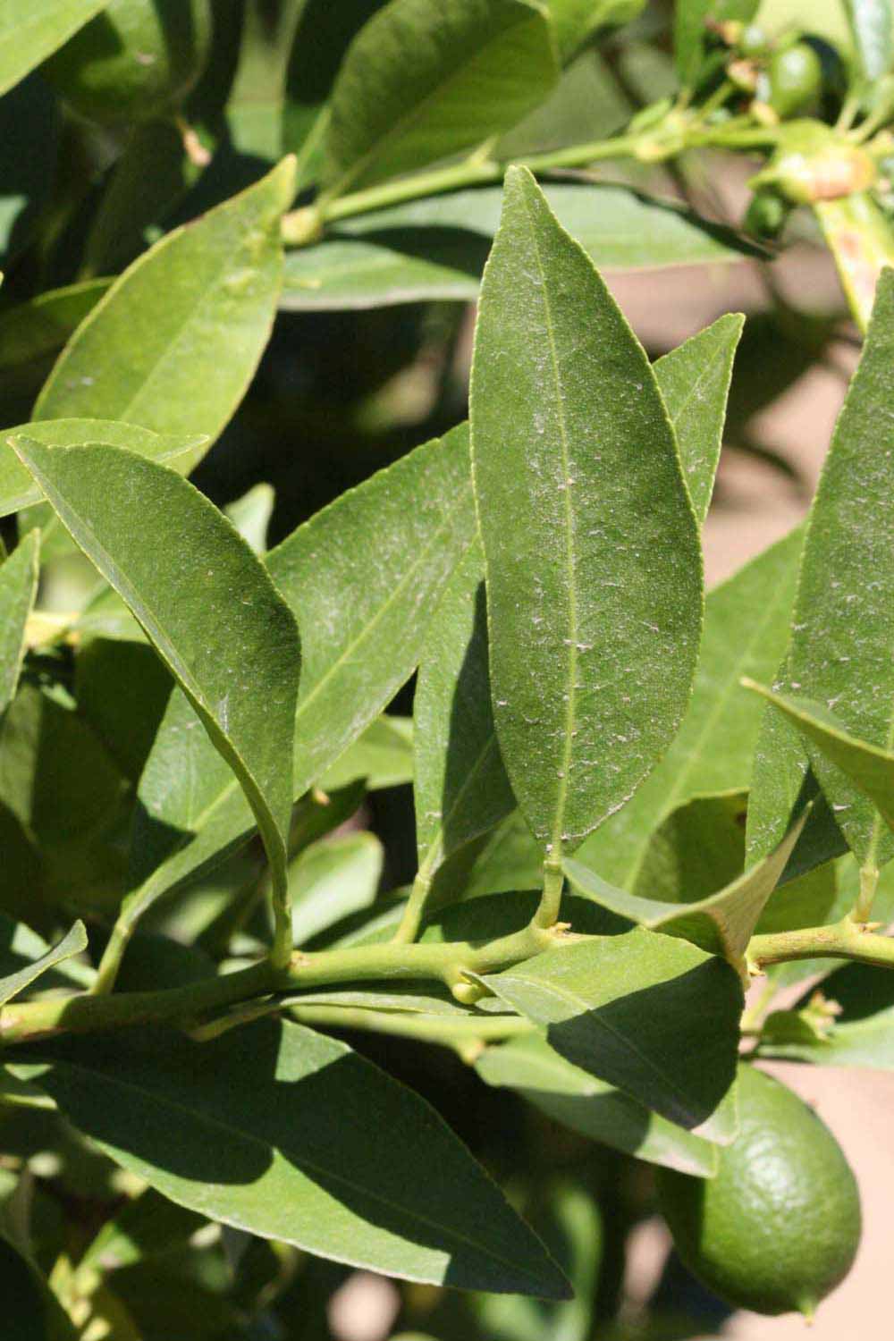              Sun leaves (Riverside, CA)       